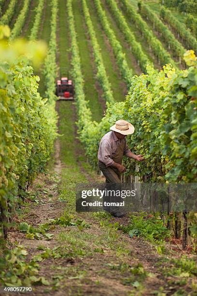 harvest of grapes - vineyards stock pictures, royalty-free photos & images