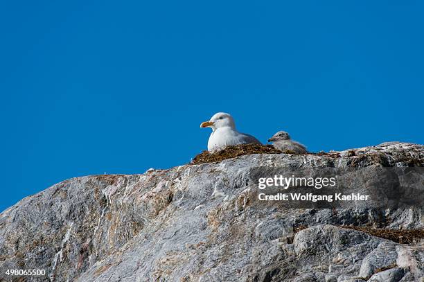 Glaucous gulls with chick sitting on a rock at the Fjortende Julibreen , located at northwestern Spitsbergen in the Krossfjord, Svalbard, Norway.