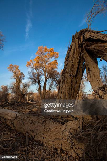 hu poplar woodland in autumn,xinjiang - hu die ストックフォトと画像