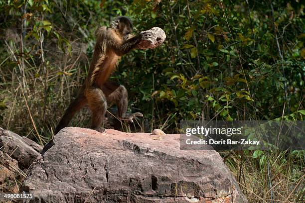 bearded capuchin / back-striped capuchin - capuchin monkey stock pictures, royalty-free photos & images