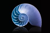 nautilus shell mathematical spiral with blue overlay duotone