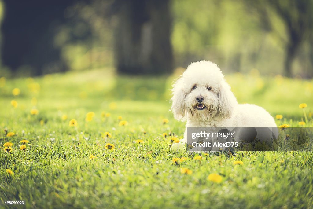 Poodle Plays at Park