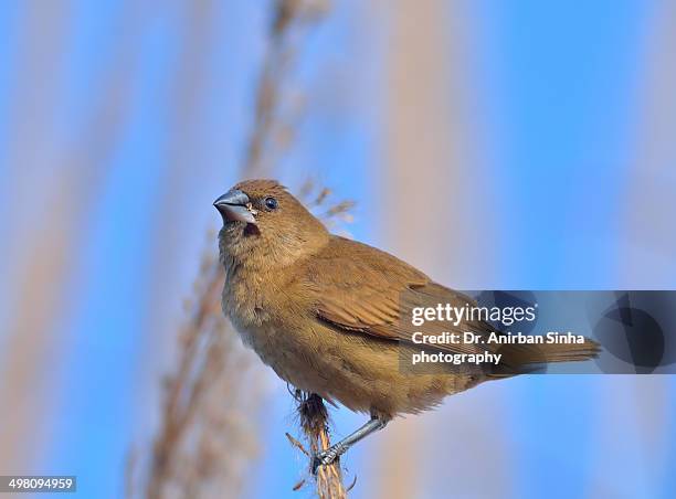 indian silverbill munia (lonchura malabarica) - malabarica stock pictures, royalty-free photos & images