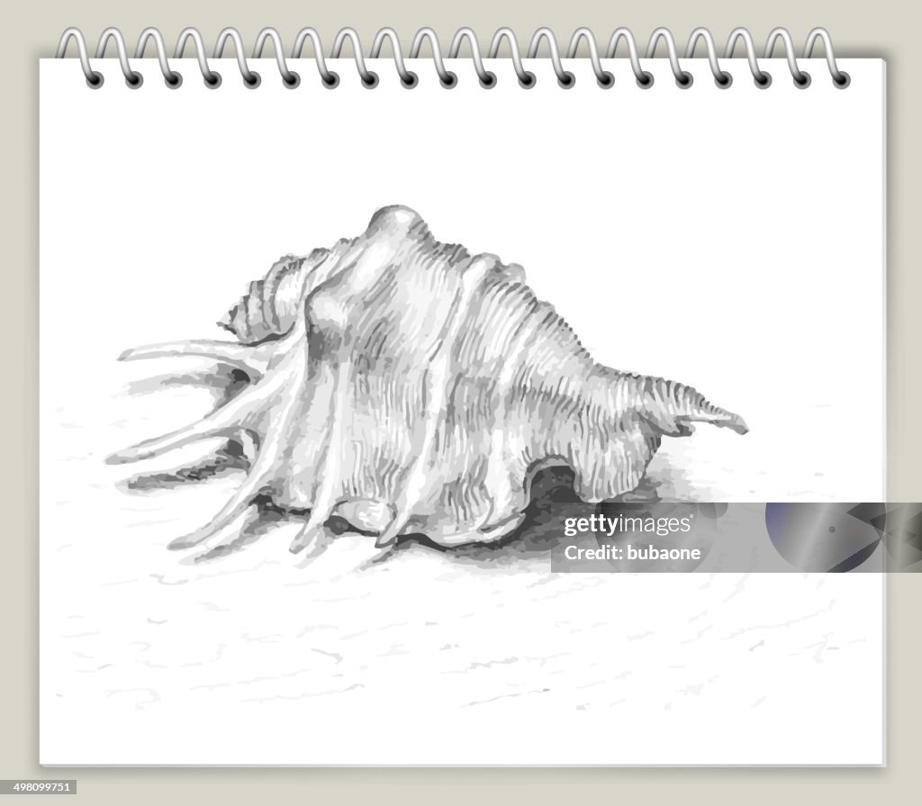 Seashell Drawing Seashell Pencil Sketch