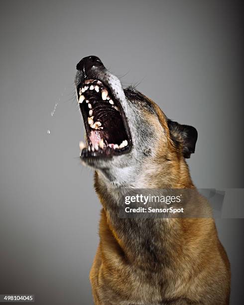 cane da guardia - angry dog foto e immagini stock