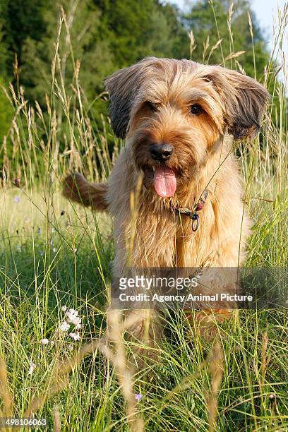 briard - briard stock pictures, royalty-free photos & images