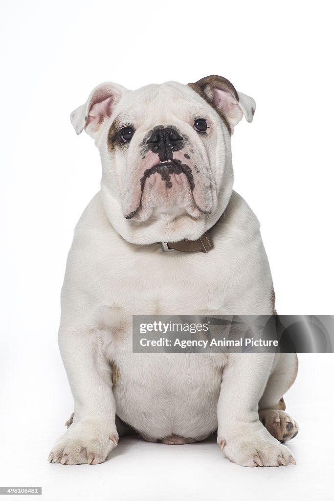 English bulldog