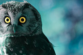 Boreal Owl at night