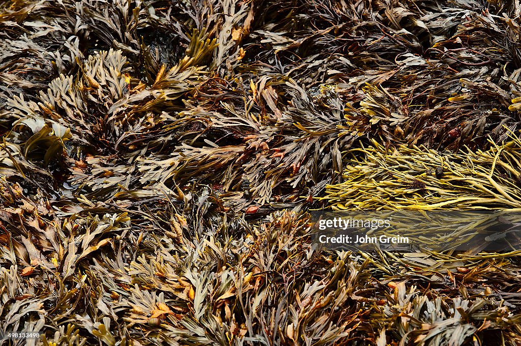 Seaweed at low tide...