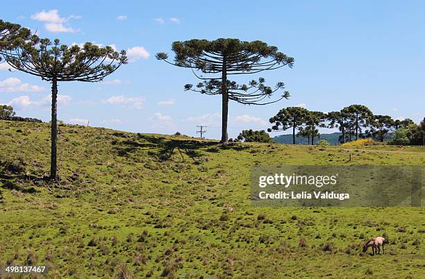 araucaria, campos de cima da serra. - vista de cima stock pictures, royalty-free photos & images