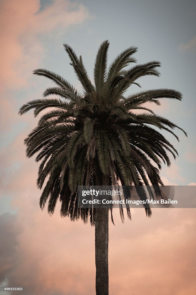 Palm tree against sky