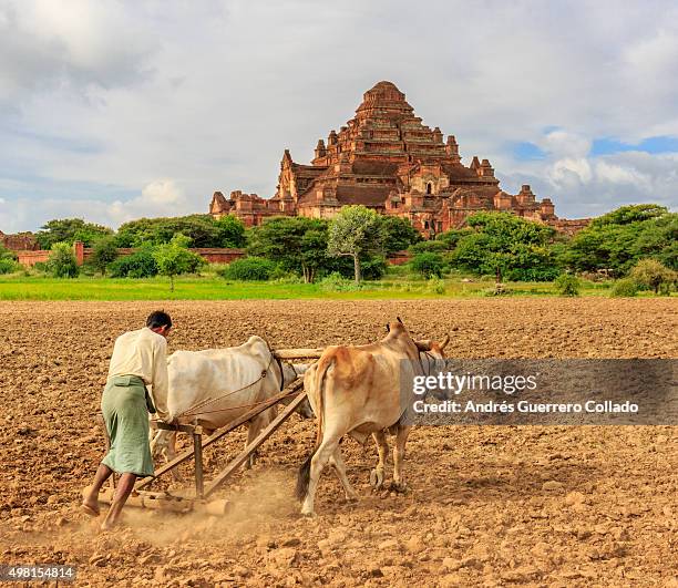 farmer and pagoda - agricultor stock pictures, royalty-free photos & images