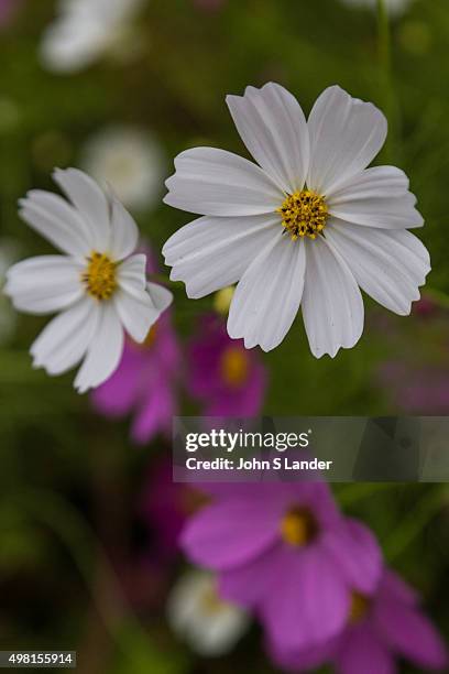 Cosmos plants are a part of the family Asteraceae. The cosmos is a flowering plant that includes more than 20,000 species. It is also commonly called...