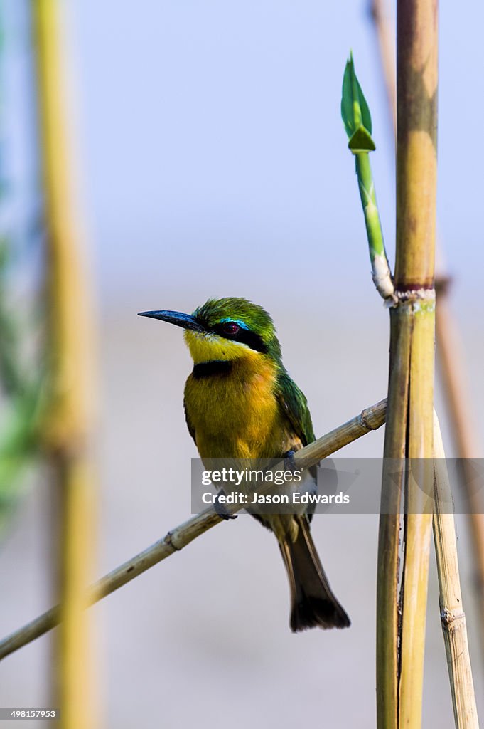 Chobe River, Chobe National Park, Botswana.
