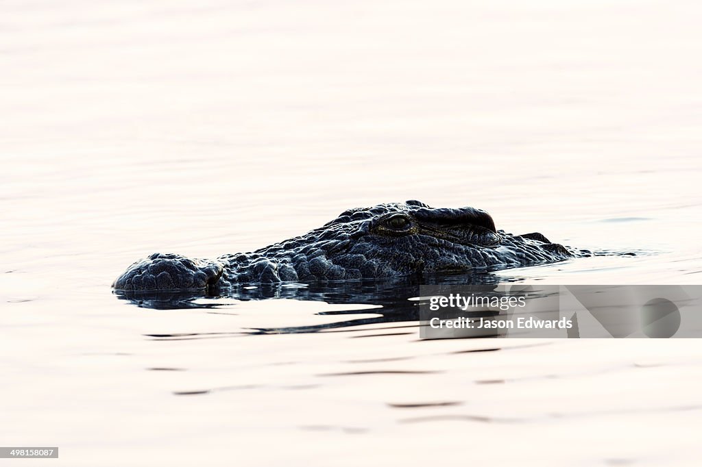 Chobe River, Chobe National Park, Botswana.