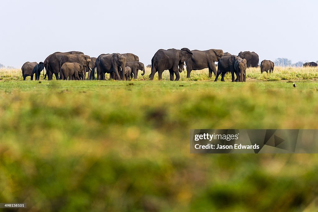 Chobe River, Chobe National Park, Botswana.