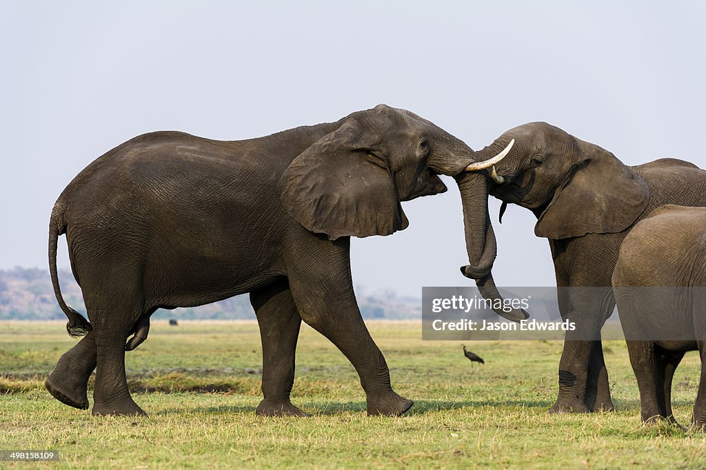 Chobe River, Chobe National Park, Botswana.