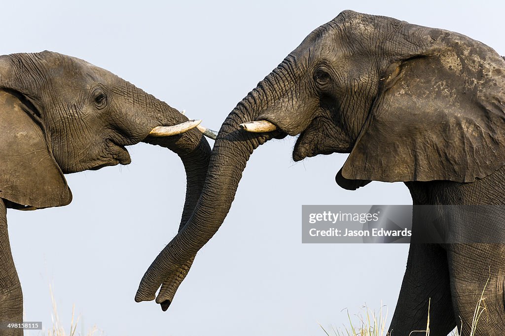 Chobe River, Chobe National Park, Botswana.