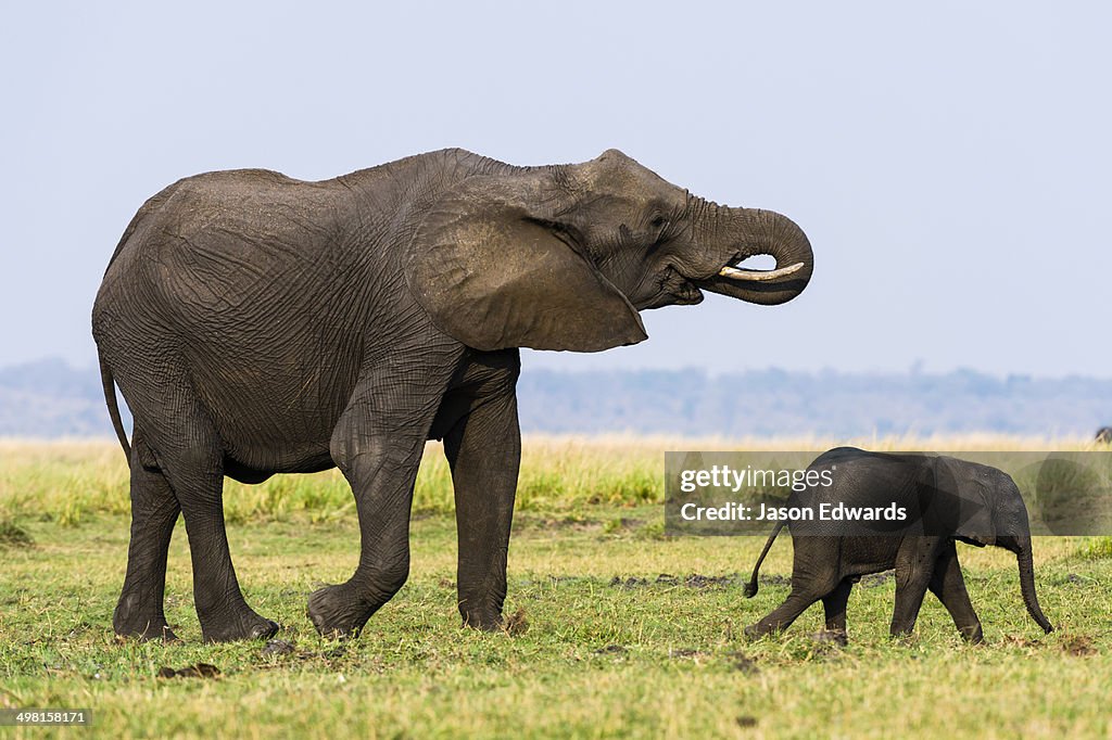 Chobe River, Chobe National Park, Botswana.