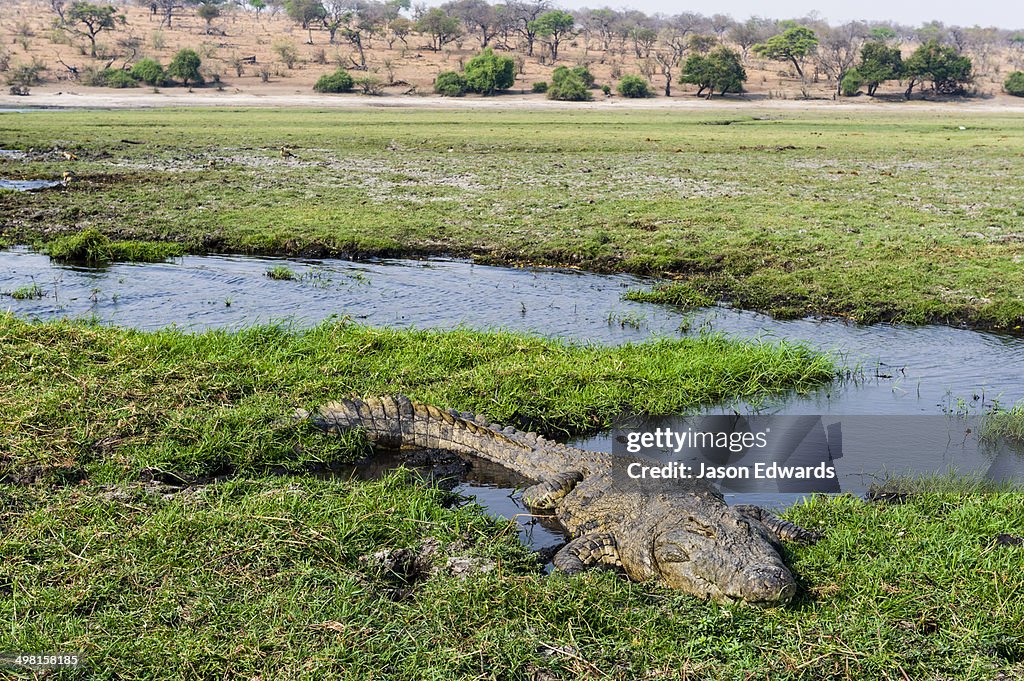 Chobe River, Chobe National Park, Botswana.