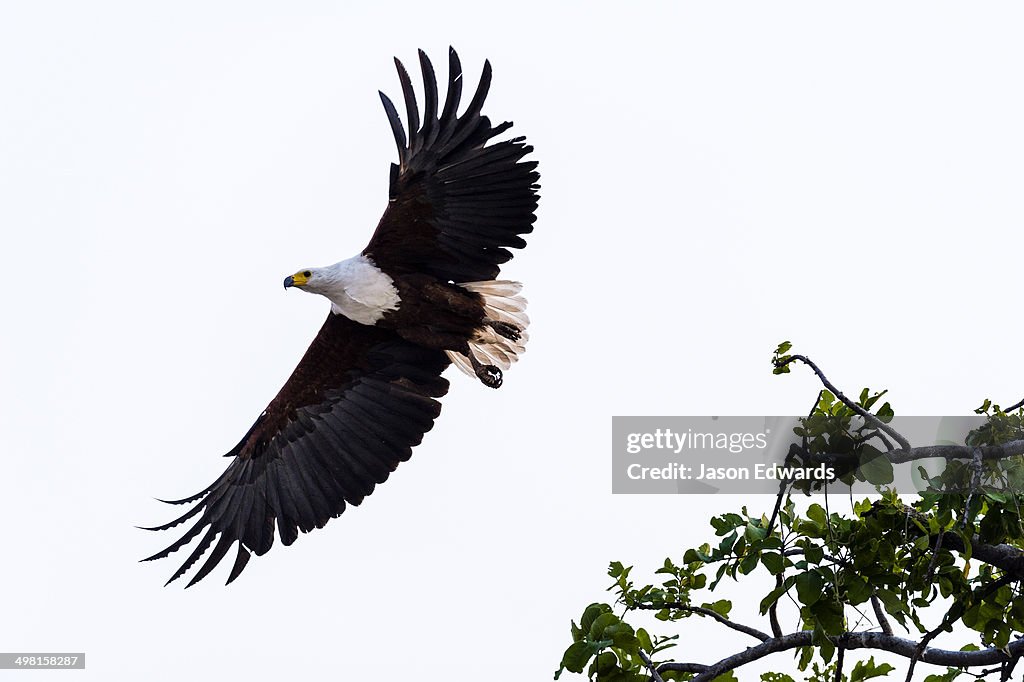 Chobe River, Chobe National Park, Botswana.