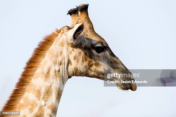 chobe river, chobe national park, botswana. - ear patch stock pictures, royalty-free photos & images