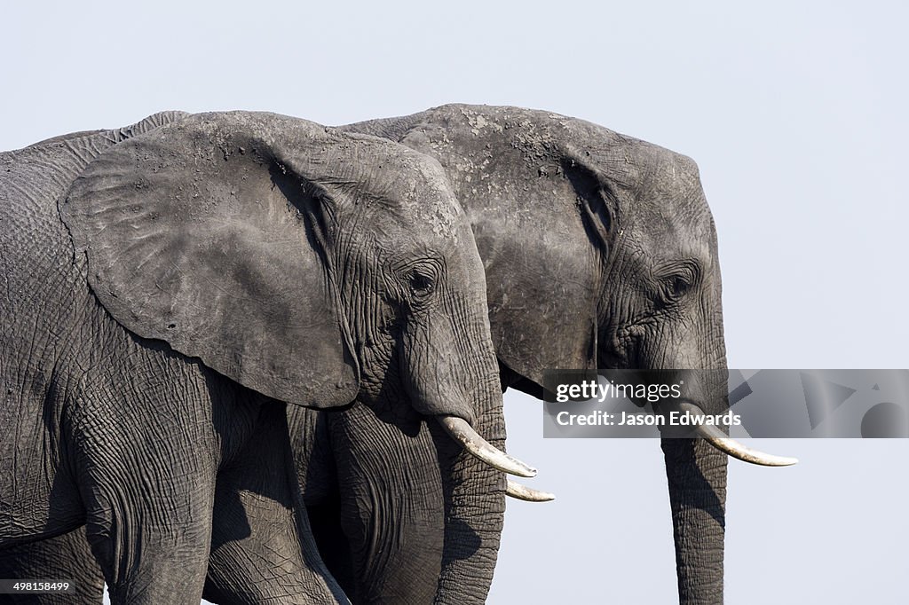 Chobe River, Chobe National Park, Botswana.