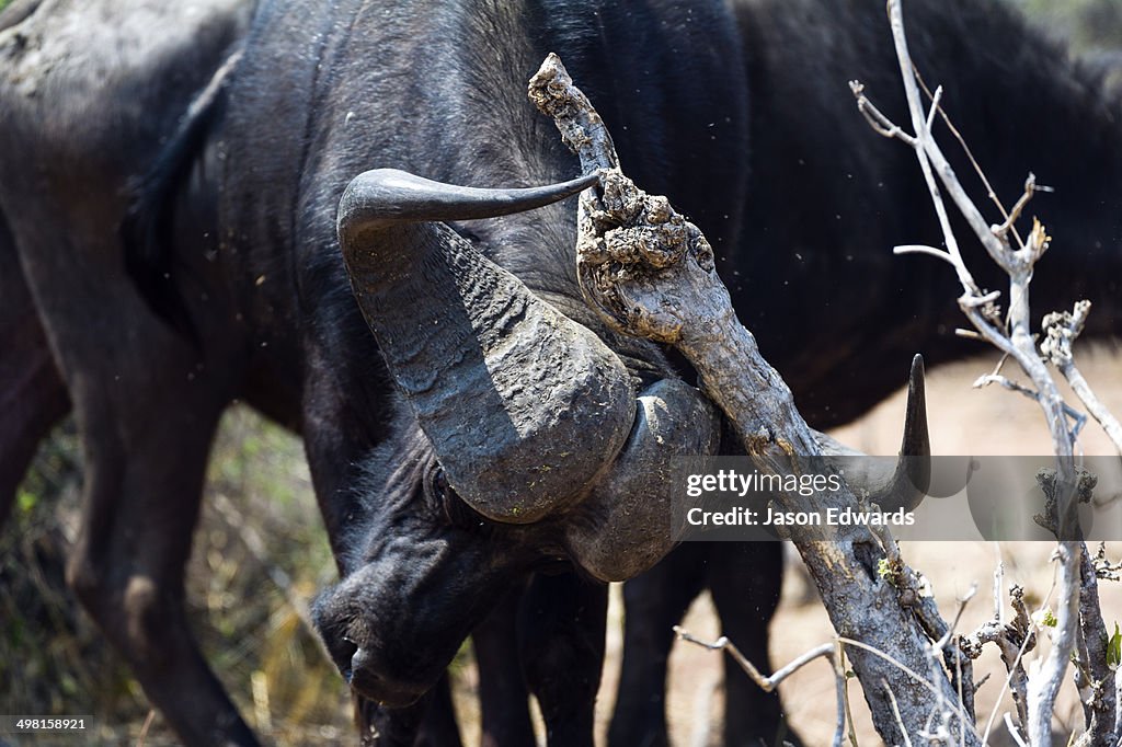 Chobe River, Chobe National Park, Botswana.