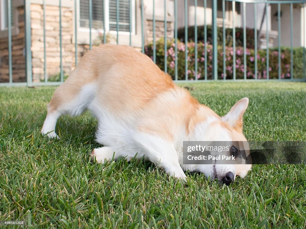 Corgi dog rubs face on grass