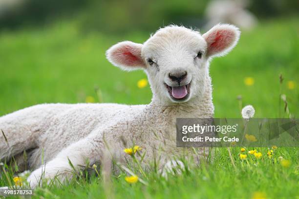 lamb in field with buttercups - schaf stock-fotos und bilder
