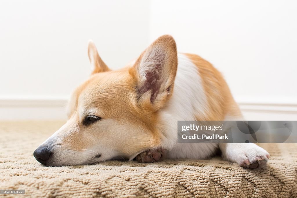 Corgi dog sleeping