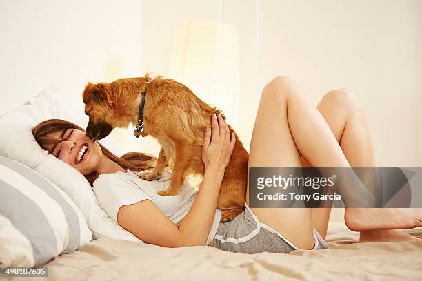 young woman lying on bed having face licked by pet dog - dog licking face stock-fotos und bilder