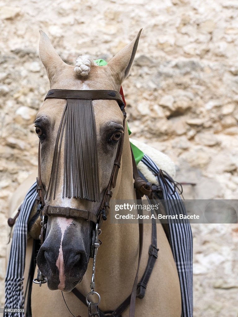 Head of a horse with the reins and braided hair