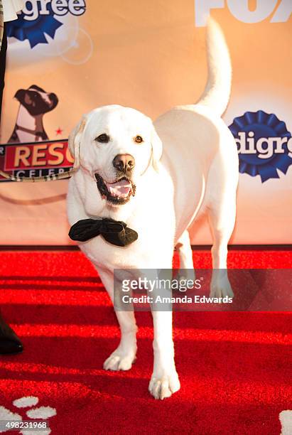 Tucker the dog arrives at the All-Star Dog Rescue Celebration at Barker Hangar on November 21, 2015 in Santa Monica, California.