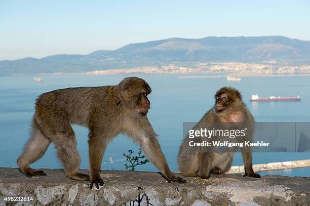 Barbary macaques at the Rock of Gibraltar, which is a British Overseas Territory, located on the southern end of the Iberian Peninsula.