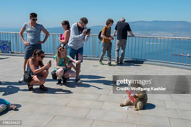 Barbary macaque is eating a bag of potato chips, stolen from a tourist, on the observation platform at the top of the Rock of Gibraltar, which is a...