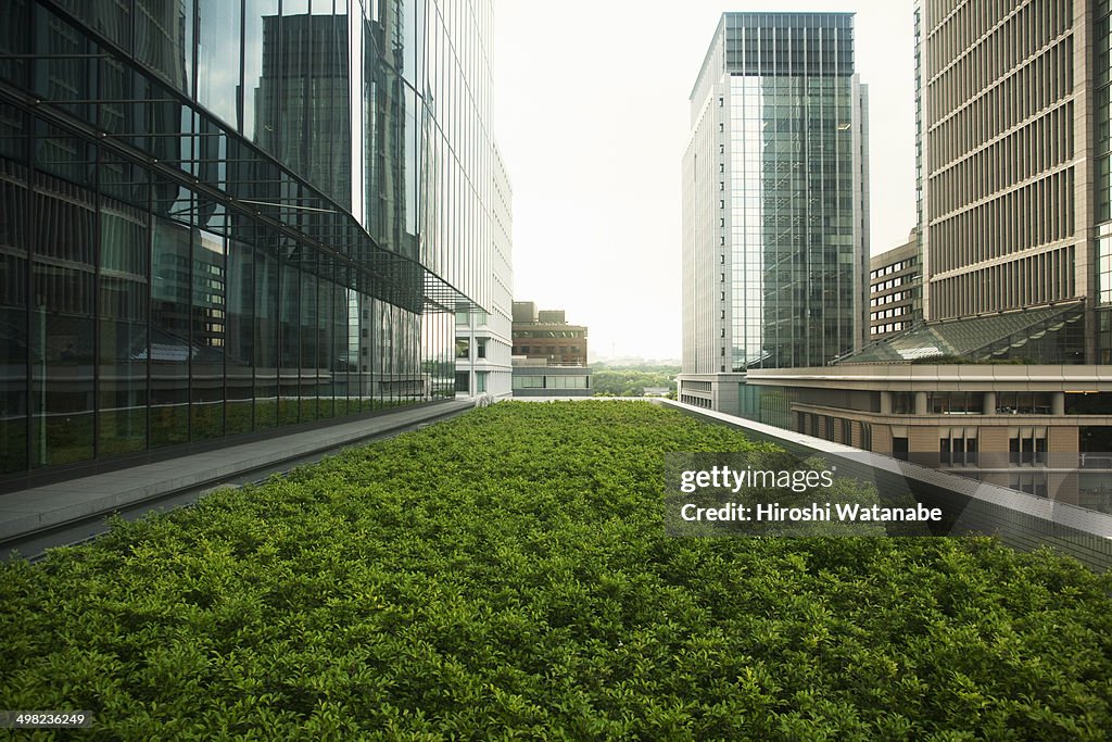 Roof top garden