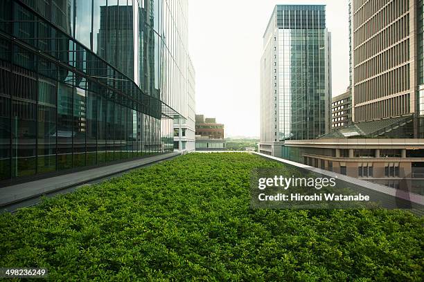 roof top garden - roof garden stock-fotos und bilder