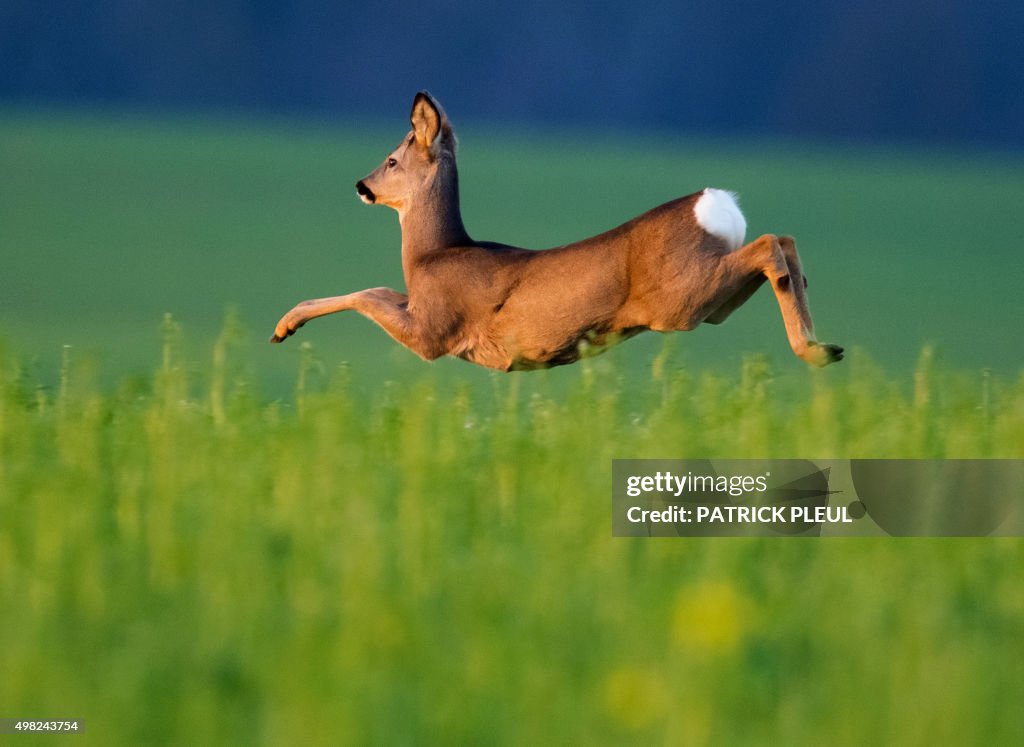 GERMANY-ANIMALS-ROE DEER