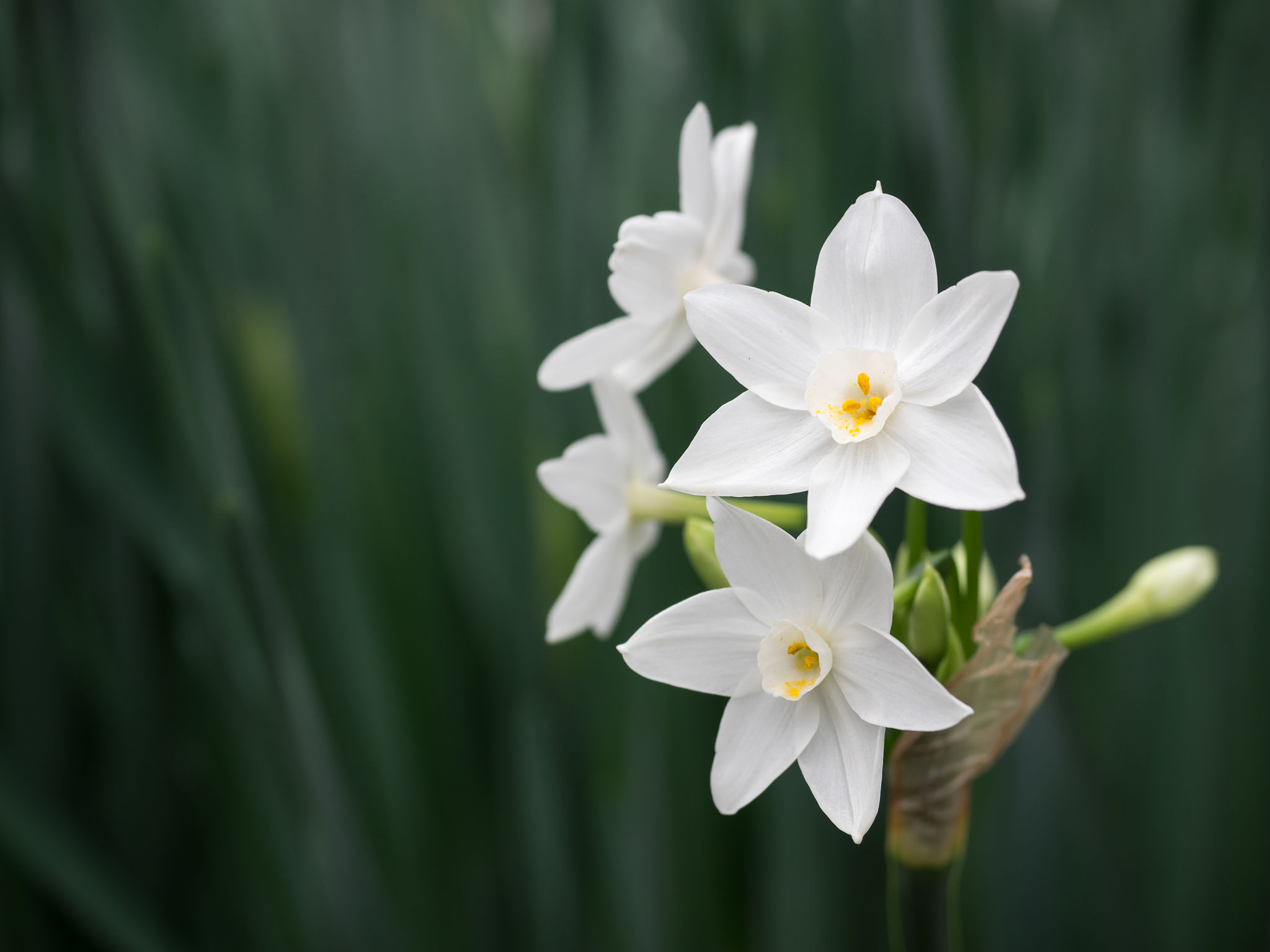 paper white narcissus