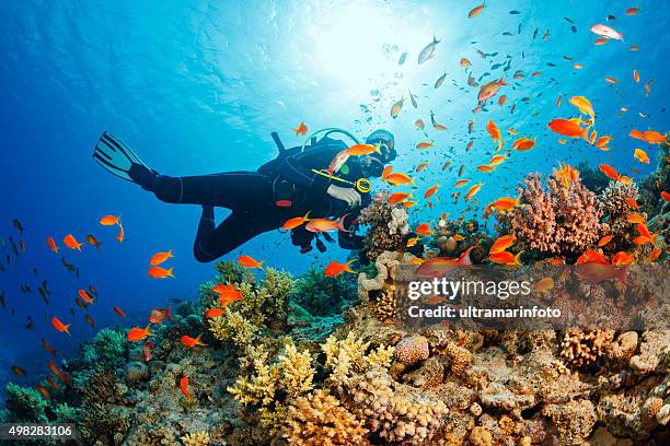 underwater scuba diver explore and enjoy coral reef sea life - scuba diving fish stockfoto's en -beelden