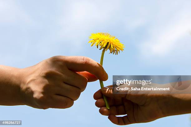 japanese girl pass the dandelion for her mother - hand holding flower stock-fotos und bilder