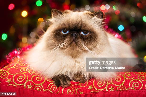 Funny persian cat lying on a Christmas cushion with bokeh