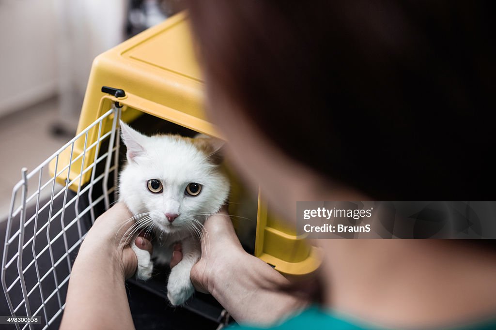 White cat in a cage at vet's office.