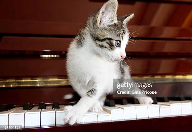 Kitty cat on the piano keyboard
