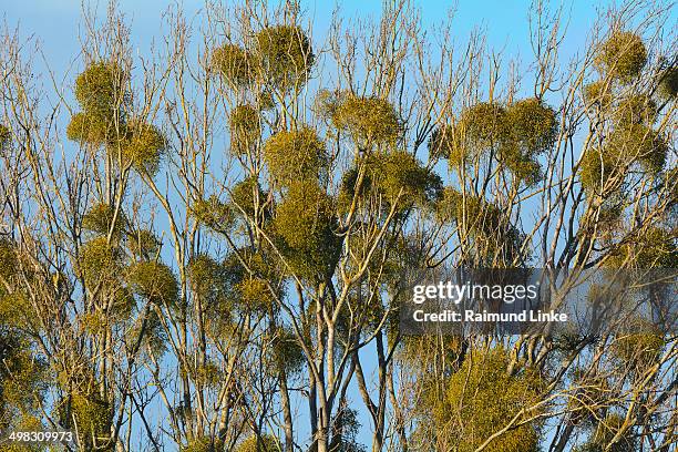 poplar tree with mistletoes - mistel stock-fotos und bilder