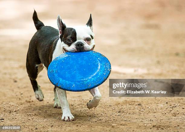 boston terrier at play at dog park - boston terrier fotografías e imágenes de stock