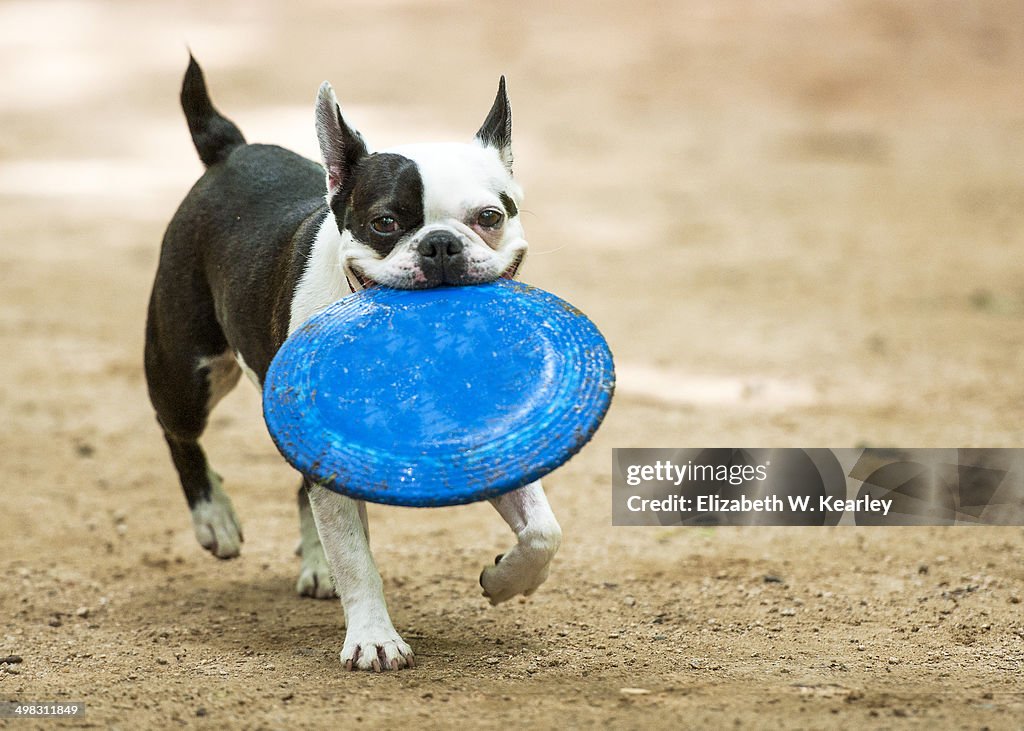 Boston terrier at play at dog park