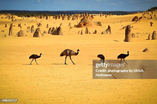 emus in nambung national park - emu stock-fotos und bilder