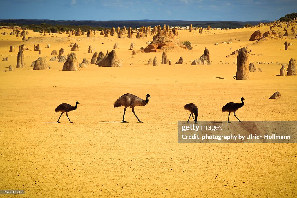 Emus in Nambung National Park